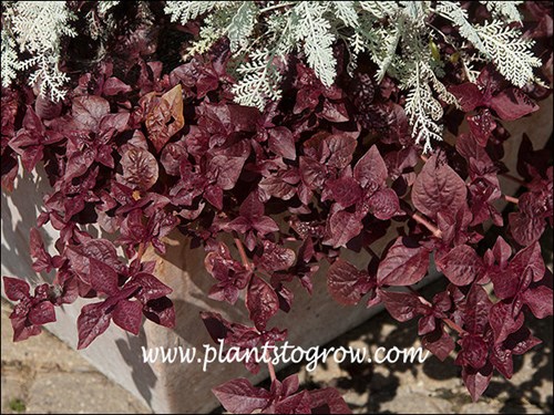 Purple Lady growing with Silver Dust Dusty Miller.